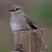 African Gray Flycatcher